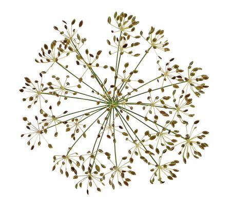 Dried dill  fennel flower seeds isolated on white backgroundの写真素材