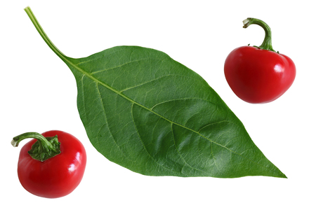 Two red hot cherry pepper fruits and green leafの写真素材