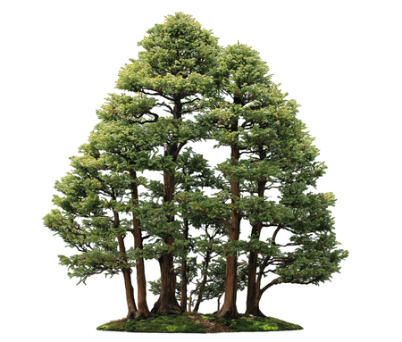 Sawara False Cypress, Boulevard Cypress, Blue Moss Cypress 'Boulevard' Bonsai trees, isolated on white backgroundの写真素材
