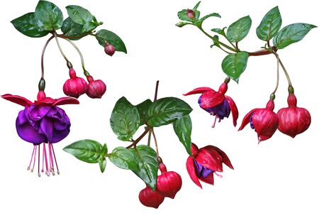 Fuchsia Flower Set isolated on white background