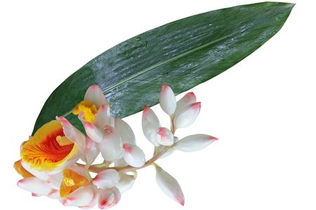 Alpinia zerumbet 'Shell Ginger' flower and Leaf isolated on white backgroundの写真素材