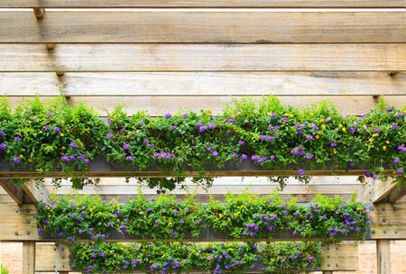 Purple Hedge Flower, Weeping Lantana, Lantana camara under wooden pergolaの写真素材