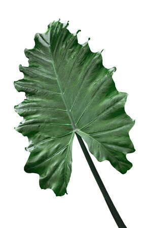 Alocasia Odora  Giant Upright Elephant Ear, Night-scented Lily leaf isolated on whiteの写真素材