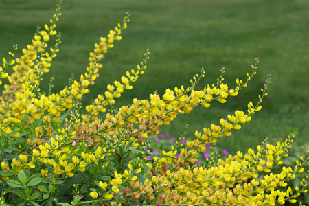 Yellow Baptisia  False Indigo Flower plant over green backgroundの写真素材