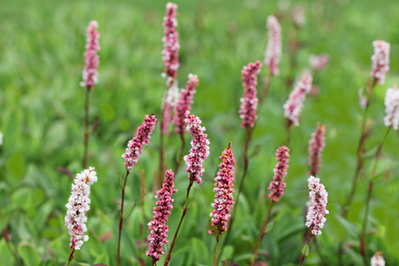 Long-bristled Smartweed (Oriental Lady's-thumb) Polygonum caespitosum wild flower on the fieldの写真素材