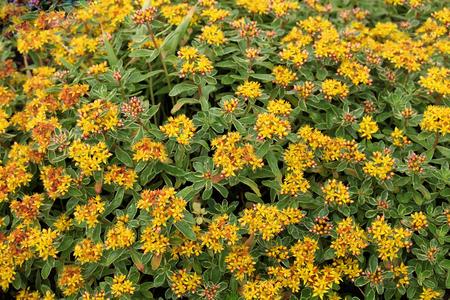 Sedum kamtschaticum variegatum with star-shaped flower open from orange bud and creamy margin foliageの写真素材