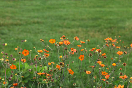 Total Tangerine Avens Geum coccineum  Flower in the fieldの写真素材