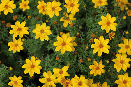 Yellow blooming Cosmos Flower in the garden summer time