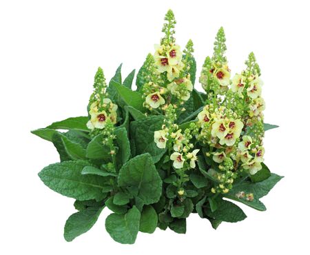 Yellow mullein (verbascum thapsus) Torch Flower plant isolated on white backgroundの写真素材