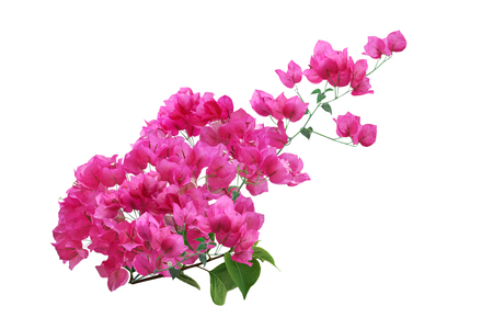 Blooming Pink Bougainvillea Flower branch isolated on white backgroundの写真素材