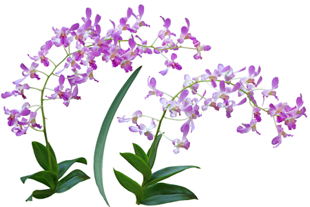 Two branch of pink purple orchid flowers isolated on white backgroundの写真素材
