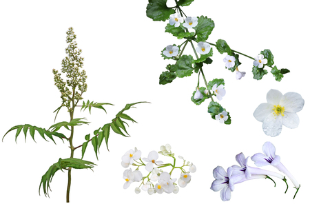 Set of white false spirea Sorbaria sorbifolia Bud, Anemone piperi and Bacopa Scopiaの写真素材