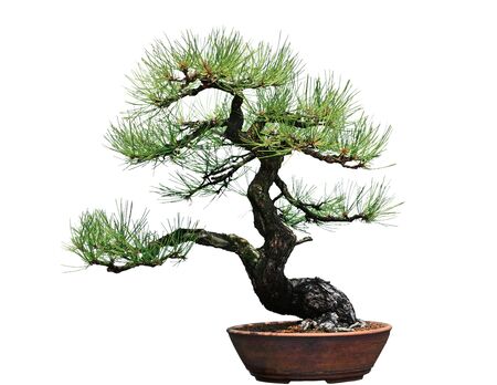 Ponderosa Pine Bonsai Tree isolated on white backgroundの写真素材