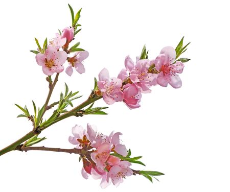 Peach flower Sakura cherry blossom isolated on white backgroundの写真素材