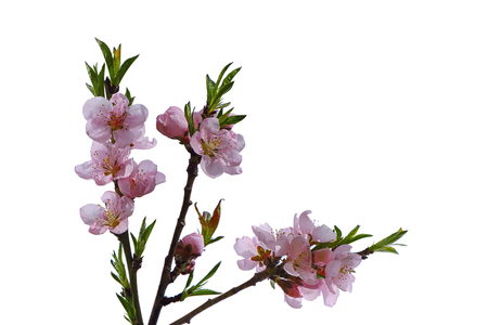 Prunus Persica peach blooming flowers isolated on white backgroundの写真素材