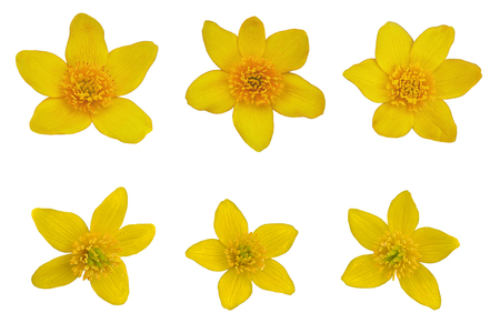 Set of six Yellow Caltha Palustis wildflower heads isolated on white backgroundの写真素材