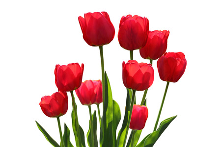 Beautiful transparent red tuplip flowers isolated over white backgroundの写真素材