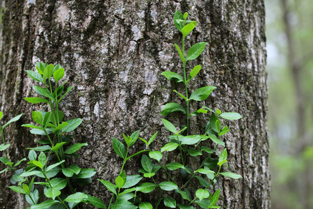 Fresh young Spring Leaves on the vein over rough barkの写真素材
