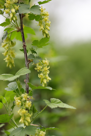 American Blackcurrant ( Ribes Americanum)  Beautiful Yellow Wildflower in Spring seasonの写真素材