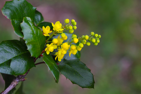 Mahonia aquifolium Oregon-grape wild flower holly leaves, evergreen in spring timeの写真素材