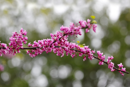 Redbud flower branch in the spring seasonの写真素材