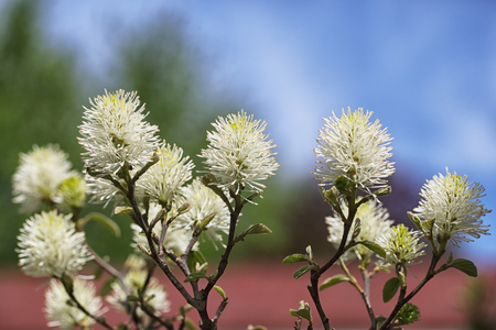 Beautiful Bottlebrush Flower Shrub  (Fothergilla major) against three color backgroundの写真素材