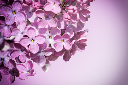 Syringa vulgaris Lilac Flowers blooming as a nature backgroundの写真素材