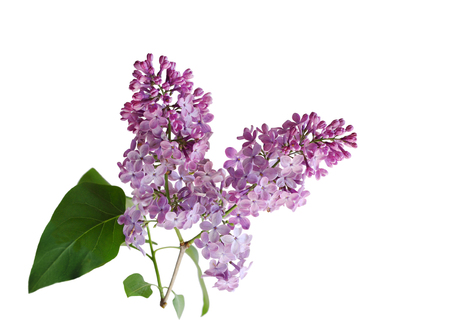 Purple lilac flower blooming isolated on white backgroundの写真素材