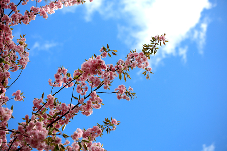 Cherry flower braches over the blue skyの写真素材