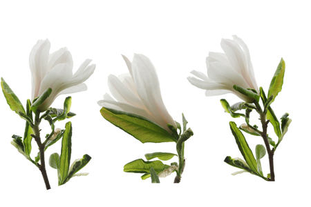 White Magnolia Flowers Set isolated on white backgroundの写真素材