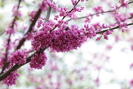 Beautiful Cercis Canadensis Eastern Redbud Blossom flowersの写真素材