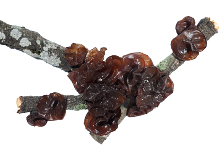 Edible black fungus, auricularia polytricha isolated on white backgroundの写真素材