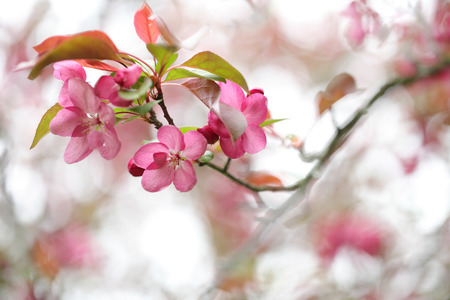 Beautiful Cherry Blossom for natural abstract backgroundの写真素材