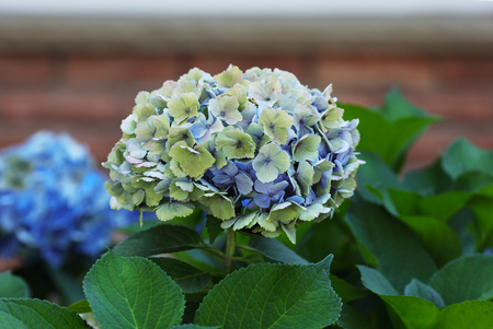 Beautiful Hydrangea Hortensia Cluster Flower in the gardenの写真素材