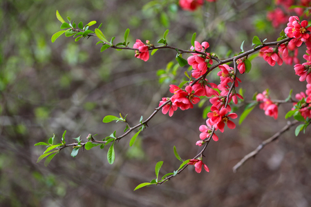 Pink Quince blossom in Spring seasonの写真素材