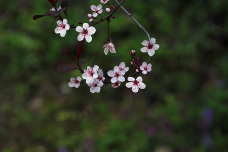 Prunus Cistena Sandcherry blossom flowers  in early Spring seasonの写真素材
