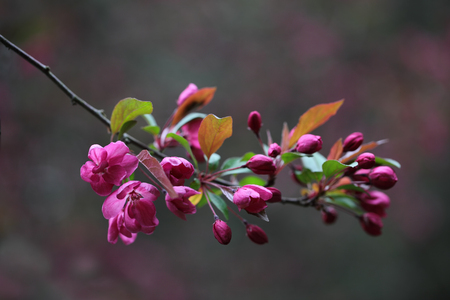 Magenta Cherry blooming in the spring seasonの写真素材