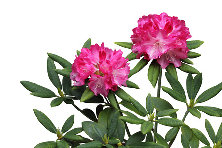Pink Rhododendron Flower Plant isolated on white backgroundの写真素材