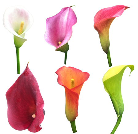 A collection of calla lilly flowers in variety colors isolated on white backgroundの写真素材