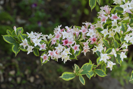 Perennial Hybrid weigela flower branch in Spring timeの写真素材