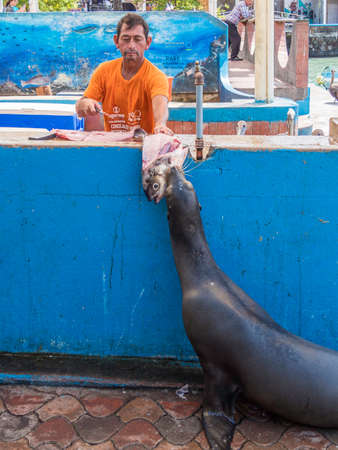 Santa Cruz, Ecuador. April 15, 2019. Fisherman preparing a fish in the market while a Galapagos Sea Lion is waiting to be fedのeditorial素材