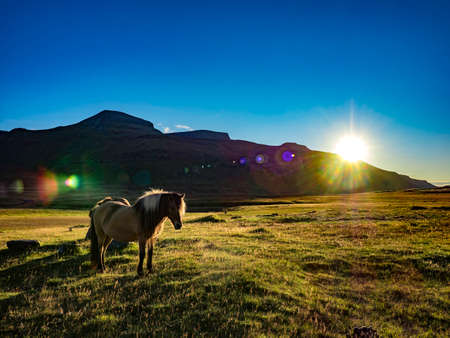 Wild horses roaming in Iceland during sunsetの写真素材