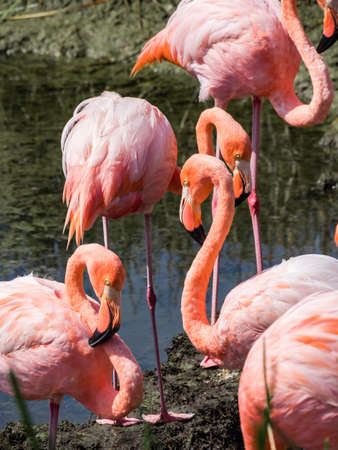 Group of Beautiful Greater Galapagos Flamingos seen on the Isabela Island, Galapagos Island, Ecuadorの写真素材
