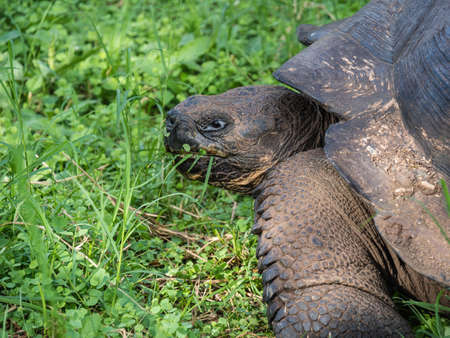 Close up of a beautiful Giant Tortoise in the highland of Santa Cruz Island, Galapagos Islands, Ecuadorの写真素材