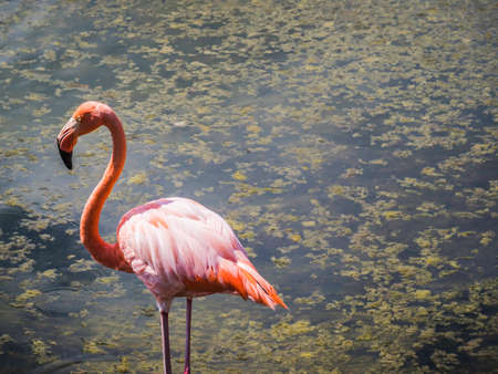 Beautiful Greater Galapagos Flamingo seen on the Isabela Island, Galapagos Island, Ecuadorの写真素材
