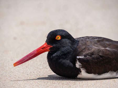 Beautiful close up of an oystercatcher bird