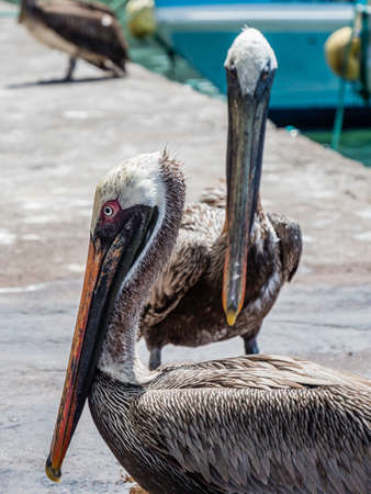 Two beautiful Brown Pelicans spotted near Santa Cruz Island, Galapagos Islands, Ecuadorの写真素材