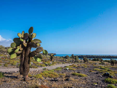 Beautiful scenery with Giant Prickly Pear Cactus on South Plaza Island, Galapagos, Ecuadorの写真素材