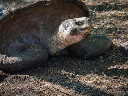 Close up of a beautiful Giant Tortoise in the highland of Santa Cruz Island, Galapagos Islands, Ecuadorの写真素材