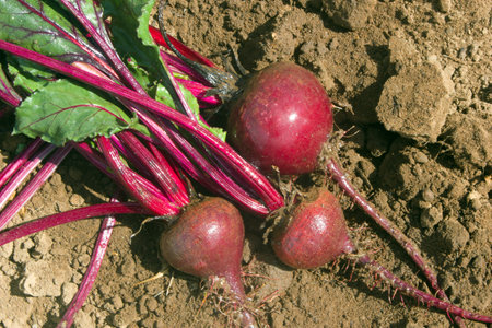 Three red beets or beetroots just harvested and lying on the soil with sun shining on goodness and...